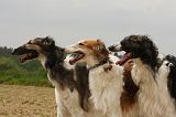 BARZOI 160